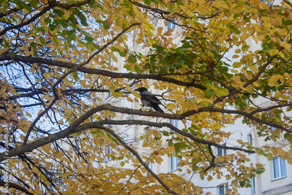 The crow sits on a branch of a yellow autumn linden tree and caws in its own language. Clear autumn weather without precipitation and clouds pleases urban birds. The crow sits on a branch of a yellow autumn linden tree and caws in its own language. Clear autumn weather without precipitation and clouds pleases urban birds.