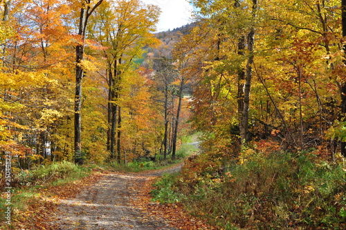 Autumn Colors Along a Trail in Vermont © Matt