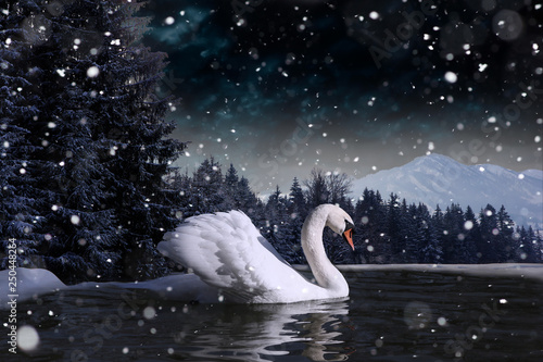 Fototapeta Naklejka Na Ścianę i Meble -  swan in a lake on winter