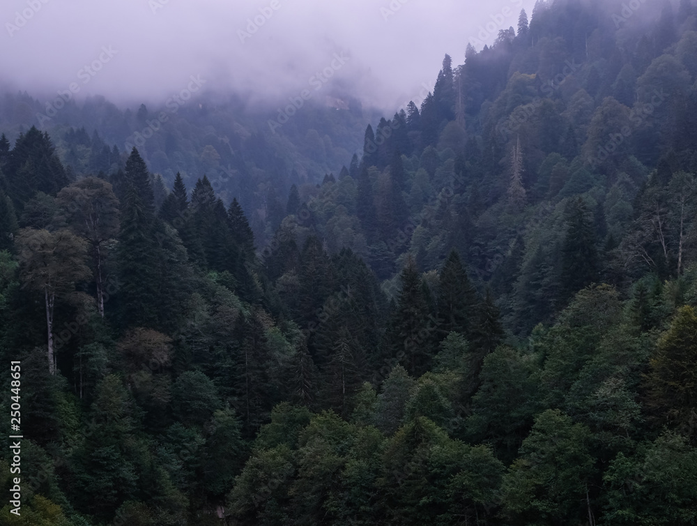 Misty mountain forest
