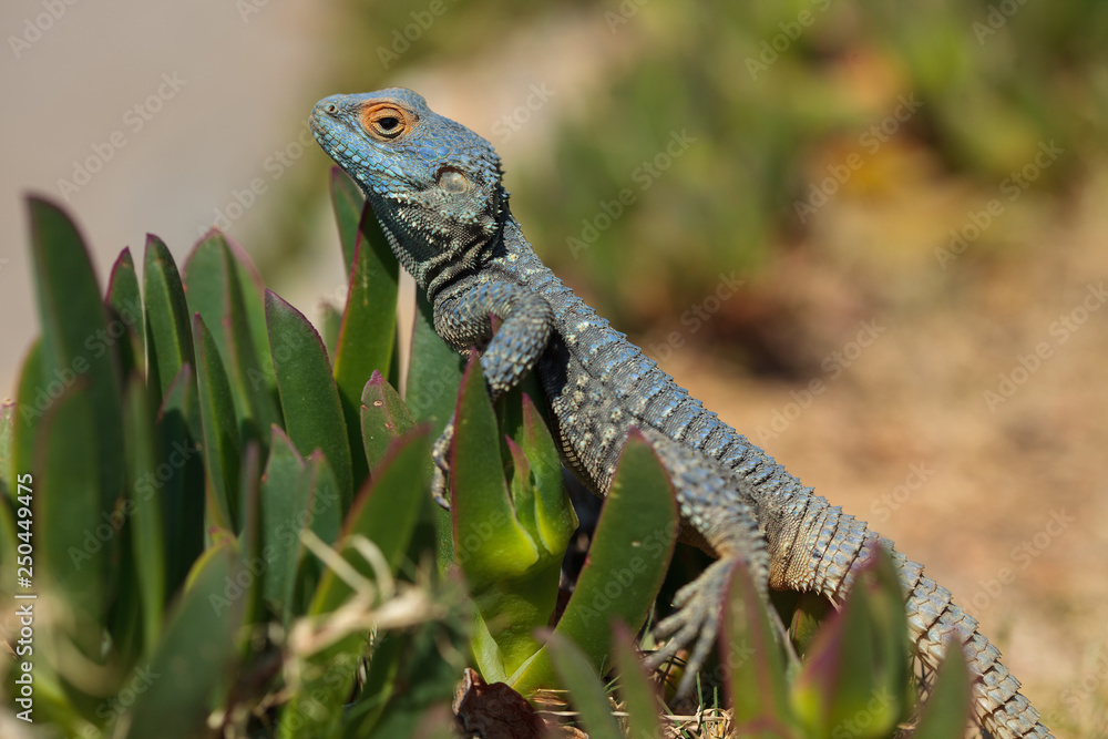 Obraz premium Closeup portrait of a lizard