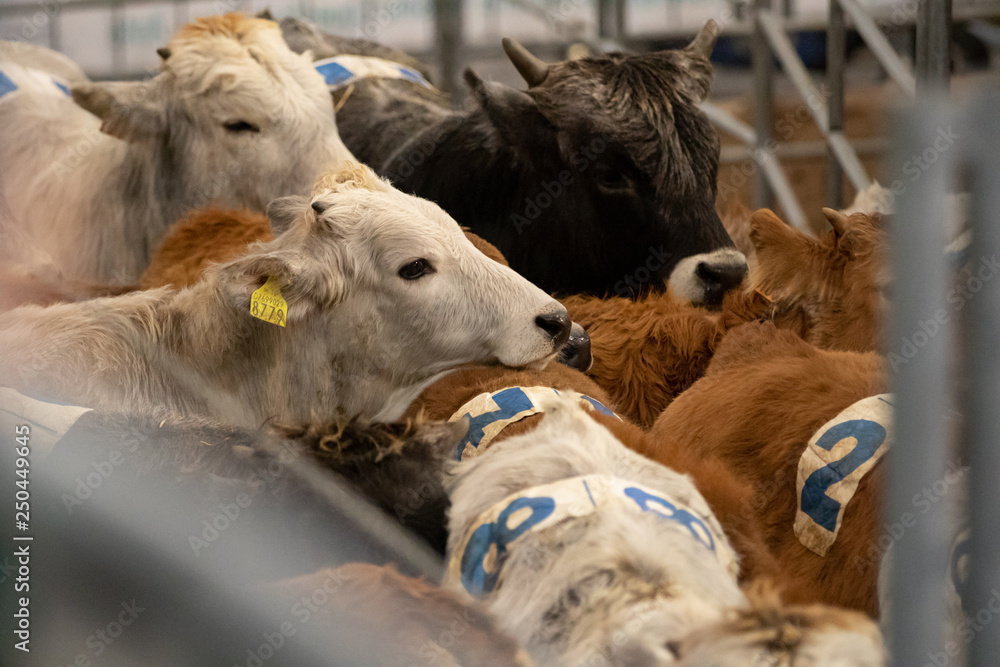 Naklejka premium Calf scared and waiting for what is about to happen