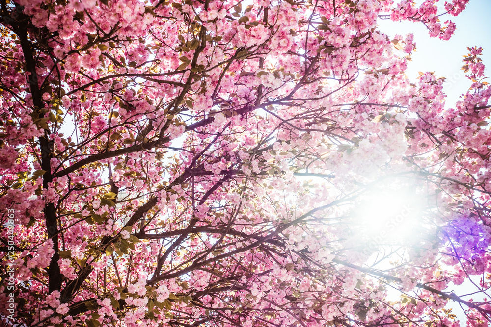 Beautiful Cherry blossom Tree against Sunbeams 