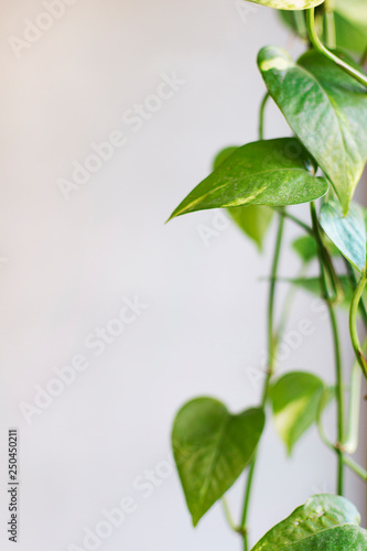 Liana tropical leaves clipping foliage branch decoration. Grey background and green color leaf. Cafe rustic decor.
