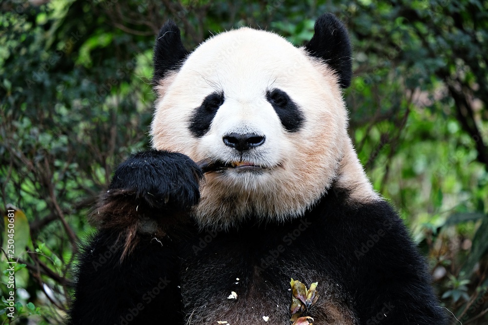 Panda in Sichuan, China Panda in Sichuan, China