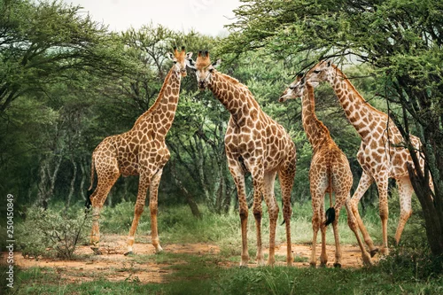 Fototapeta samoprzylepna Four giraffes gathering on the trees in a national park in South Africa