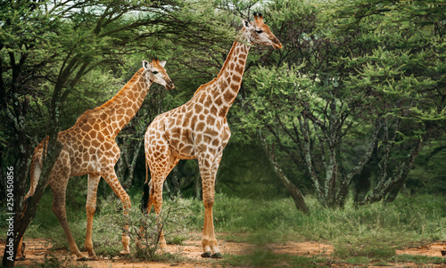 A pair of giraffe walking through the trees in the bush in a national park in South Africa