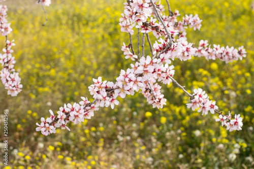 Almond tree blossom