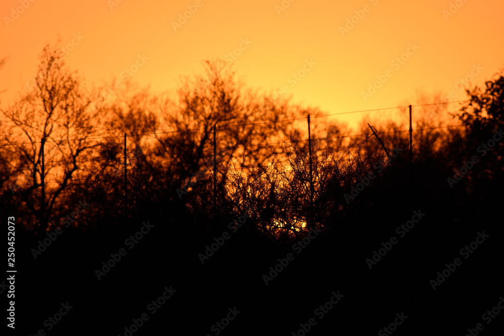 Burned sunset fence