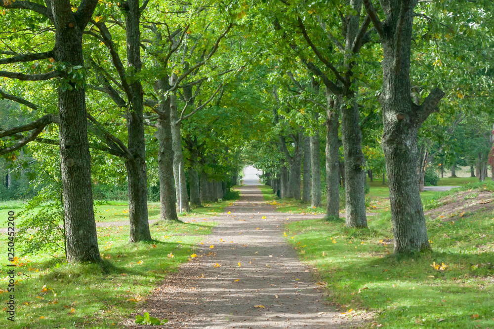 Green alley with trees is in the park at summer.