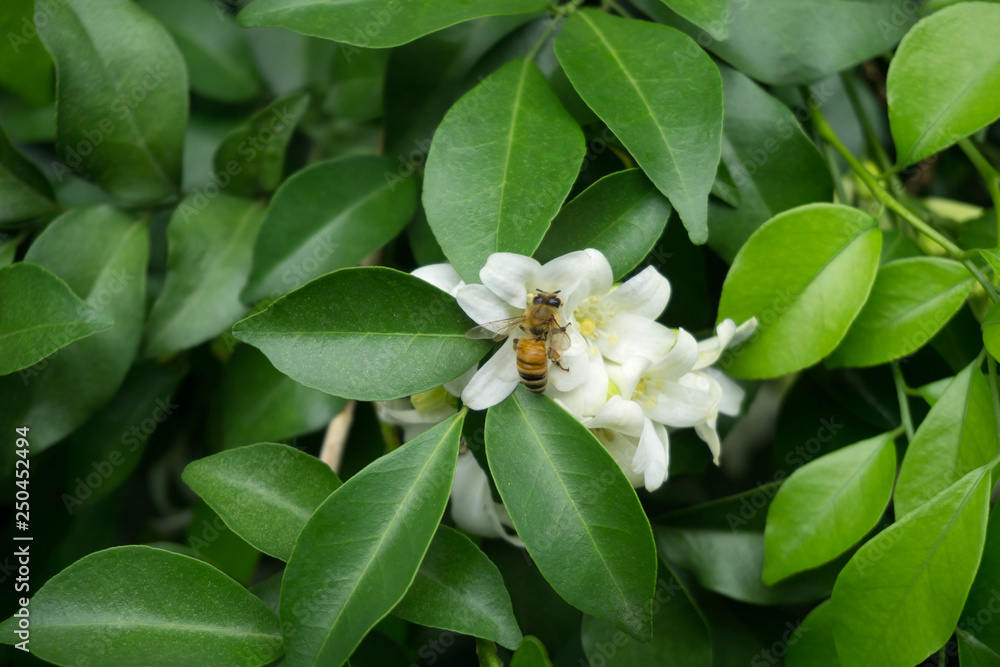 Obraz premium Close up of Orange Jasmine (Murraya paniculata) in full bloom with bee