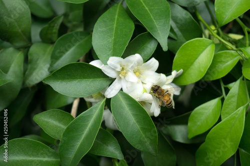 Close up of Orange Jasmine (Murraya paniculata) in full bloom with bee