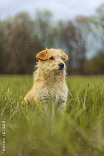 Small cute dog looking far away awaiting his master or his friend in a green grass field. Close up portrait of a dog. photo