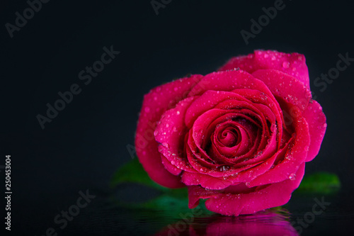 A macro photography of a beautiful  wet  pink rose.