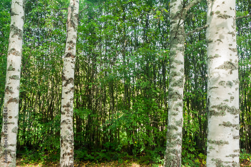 Naklejka premium There is birch trunks and background texture of thin trees in Finland forest at summer.