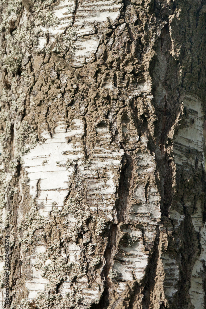 Closeup view of birch tree silver bark texture in Finland forest at summer. Suitable for an abstract background.