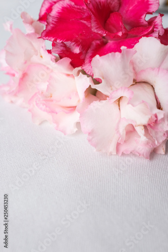 Red and pink flower  on white fabric texture table top with empty copy space....