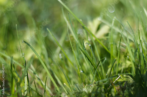 Green grass with dew drop