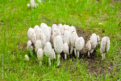 Photos White mushrooms on grass in the park in Finland at autumn.
