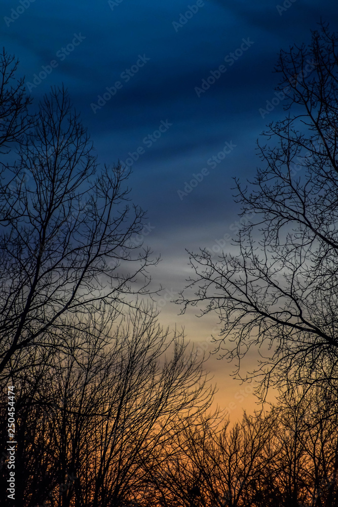 Bare Trees Bare Trees