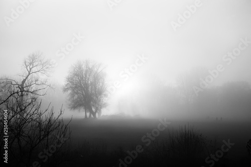 Dense fog in low sun with some trees. Mysterious moment Near Bonn on the Rhine. Black and white © U_WD