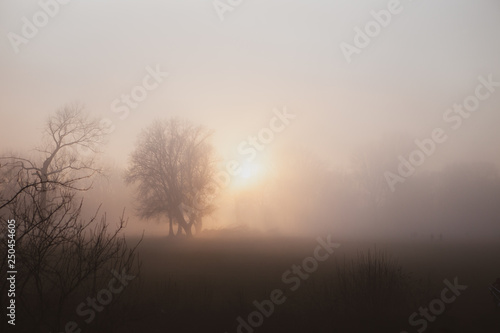 Fototapeta Naklejka Na Ścianę i Meble -  Dense fog in low sun with some trees. Mysterious moment Near Bonn on the Rhine