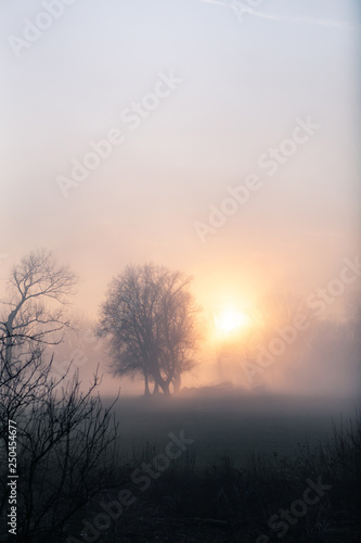 Fototapeta Naklejka Na Ścianę i Meble -  Dense fog in low sun with some trees. Mysterious moment Near Bonn on the Rhine