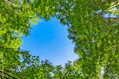 green birch foliage and blue summer sky