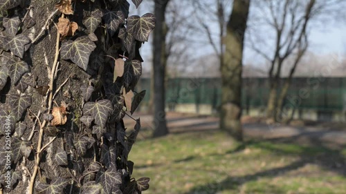 walking in the city park on a sunny day early spring photo