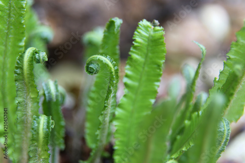 Harts tongue fern with new buds unfurling in the spring time UK