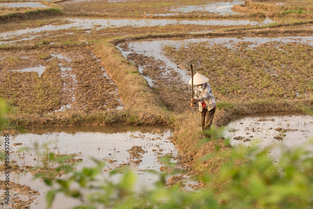 Obraz premium Vietnamese planting rice on a rice paddy field