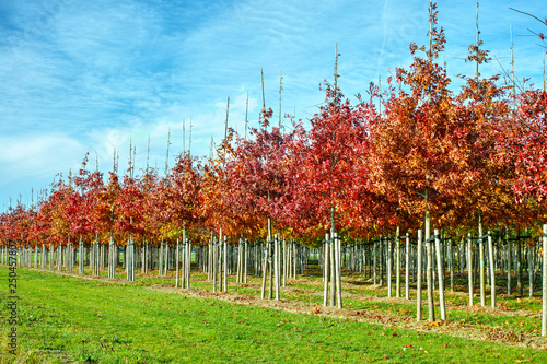 Garden and park tree nurseries specialise in medium to very large sized trees, white american oak tree plantation photo