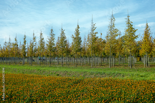 Plantation of trees on tree nursery in Netherlands  specialise in medium to very large sized trees and colorful flowerbed with tagetes flowers