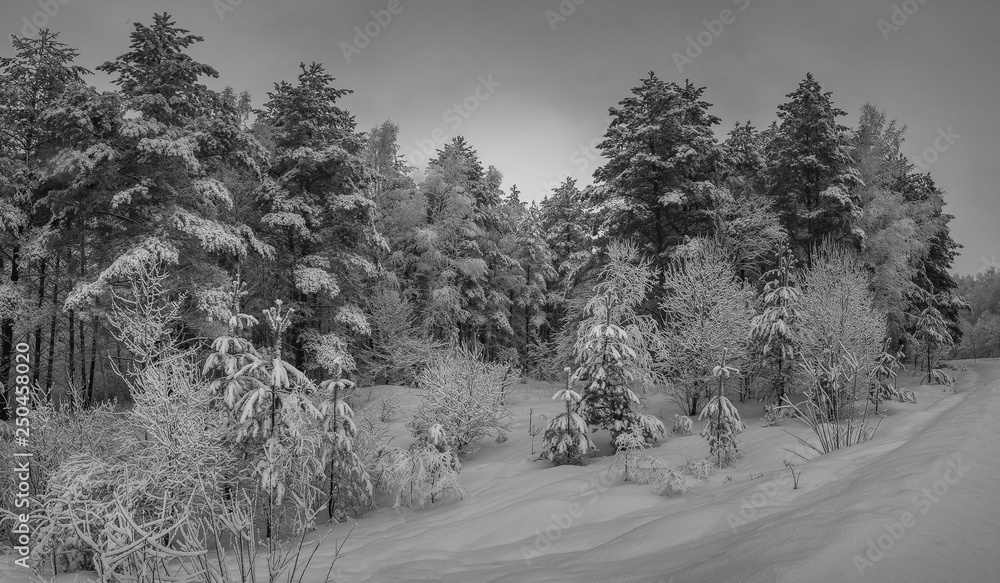 Obraz premium winters landscape 