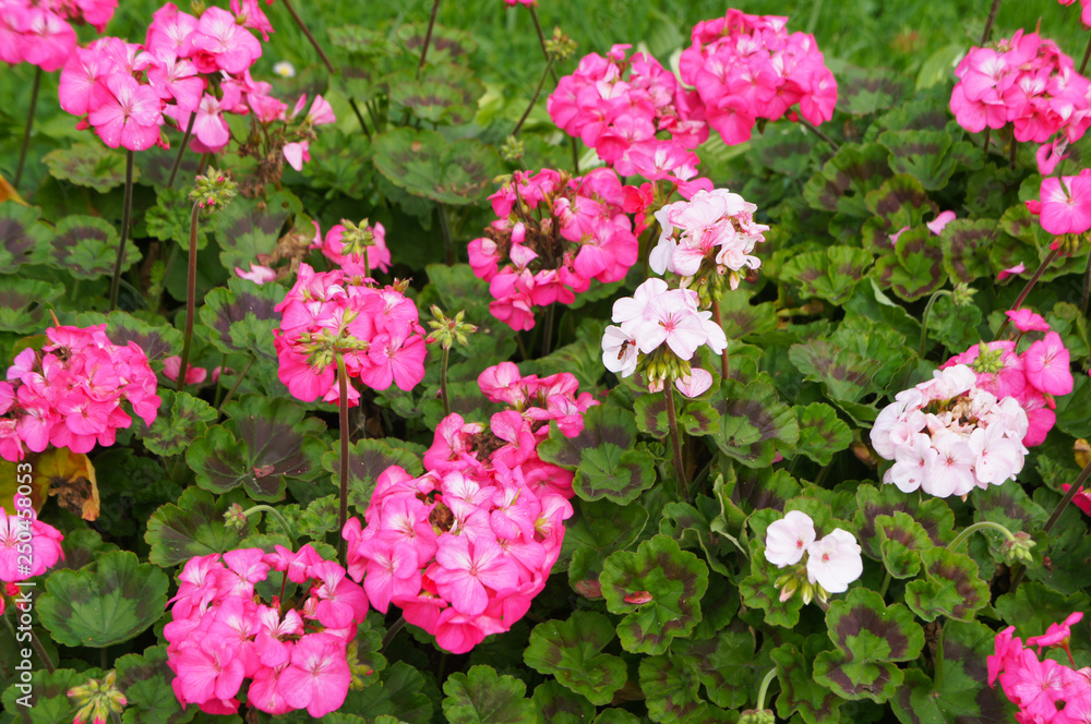 Pelargonium hortorum or geranium zonal pink and red flowers in garden Pelargonium hortorum or geranium zonal pink and red flowers in garden