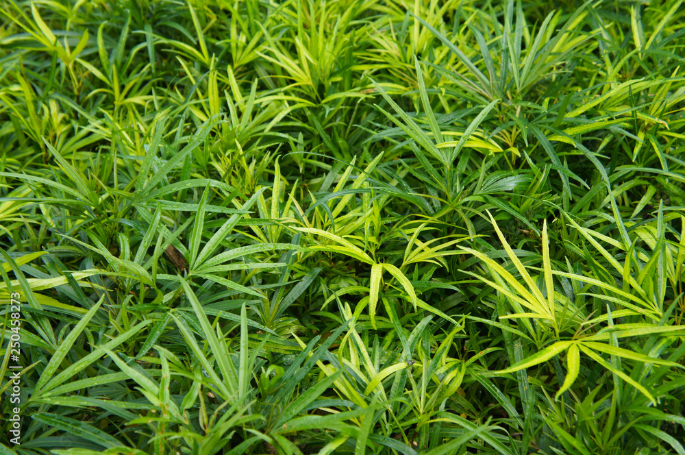 Miagos bush or tanaman ararea or green plant background Miagos bush or tanaman ararea or green plant background