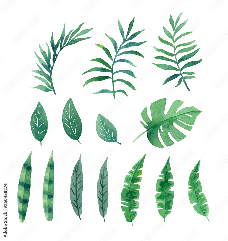 watercolor tropical leaves for design, exotic plants isolated on white background, palm leaf and other
