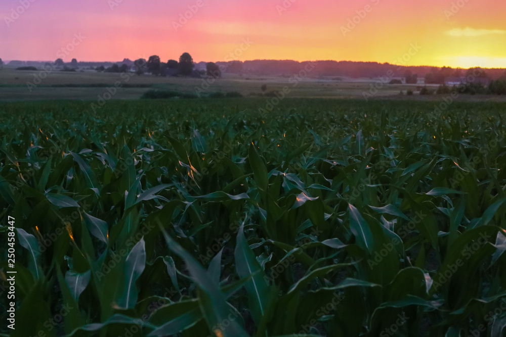 Cornfield lit by beautiful orange red sunset or sunrise. Lithuanian landscape in summer at blue hour.