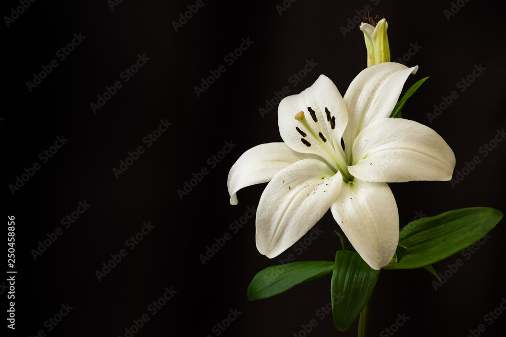 White lilies on black background close-up White lilies on black background close-up
