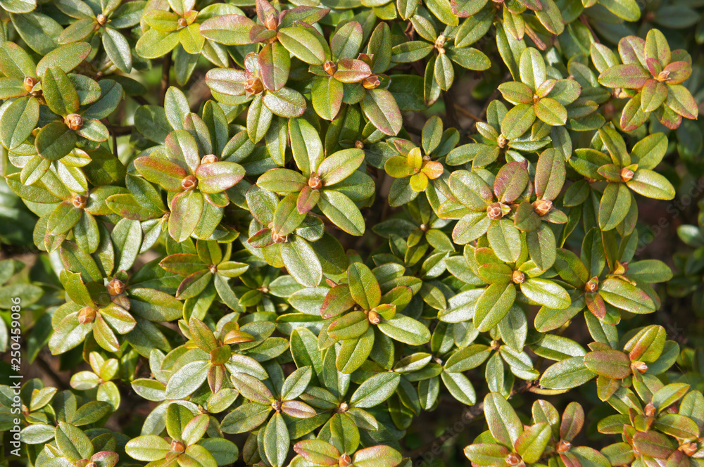 Rhododendron azurwolke green plant Rhododendron azurwolke green plant