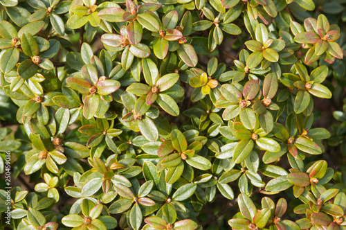 Rhododendron azurwolke green plant