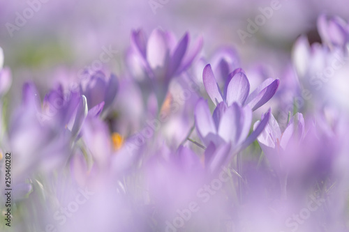 Fototapeta Naklejka Na Ścianę i Meble -  Blühender Krokus im Frühling. Krokusse blühen auf Wiese. 