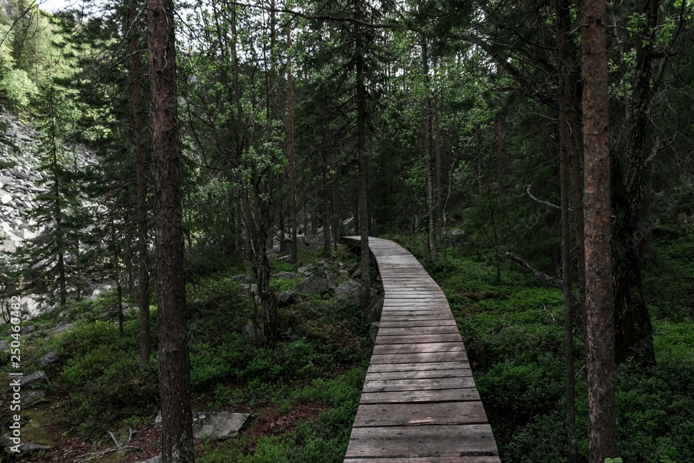 Fototapeta premium Forest hiking trail in Lapland Finland