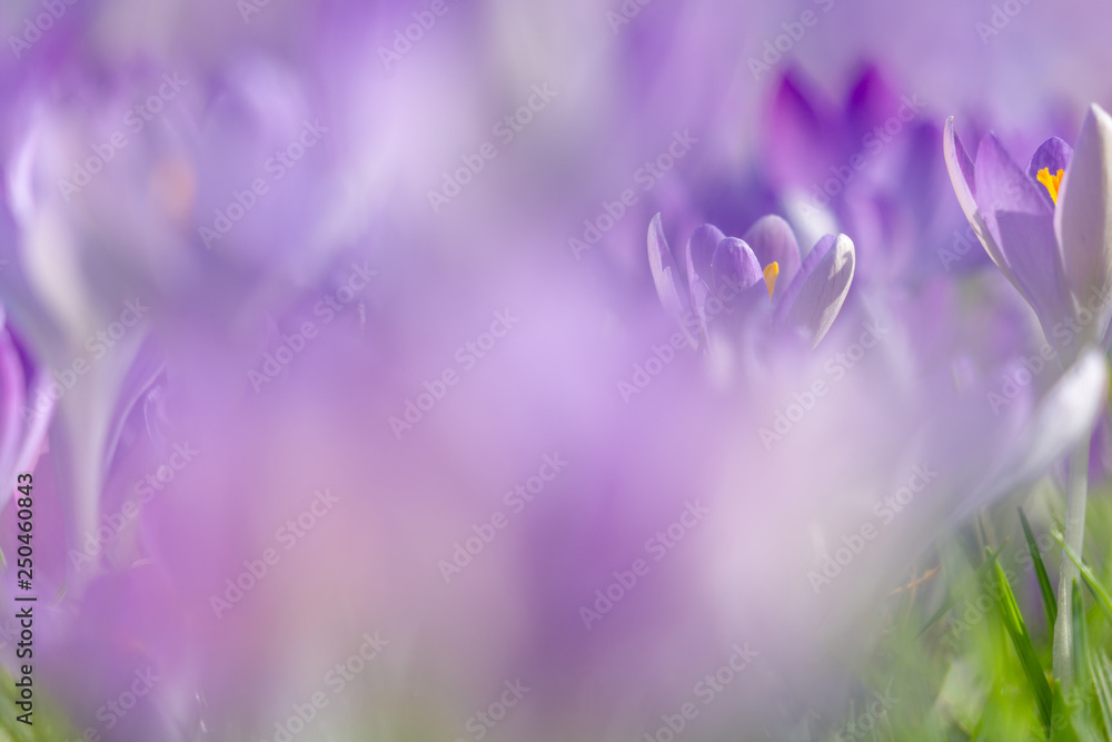 Blühender Krokus im Frühling. Krokusse blühen auf Wiese. Blühender Krokus im Frühling. Krokusse blühen auf Wiese.