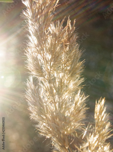 reed in winter in the bright sun