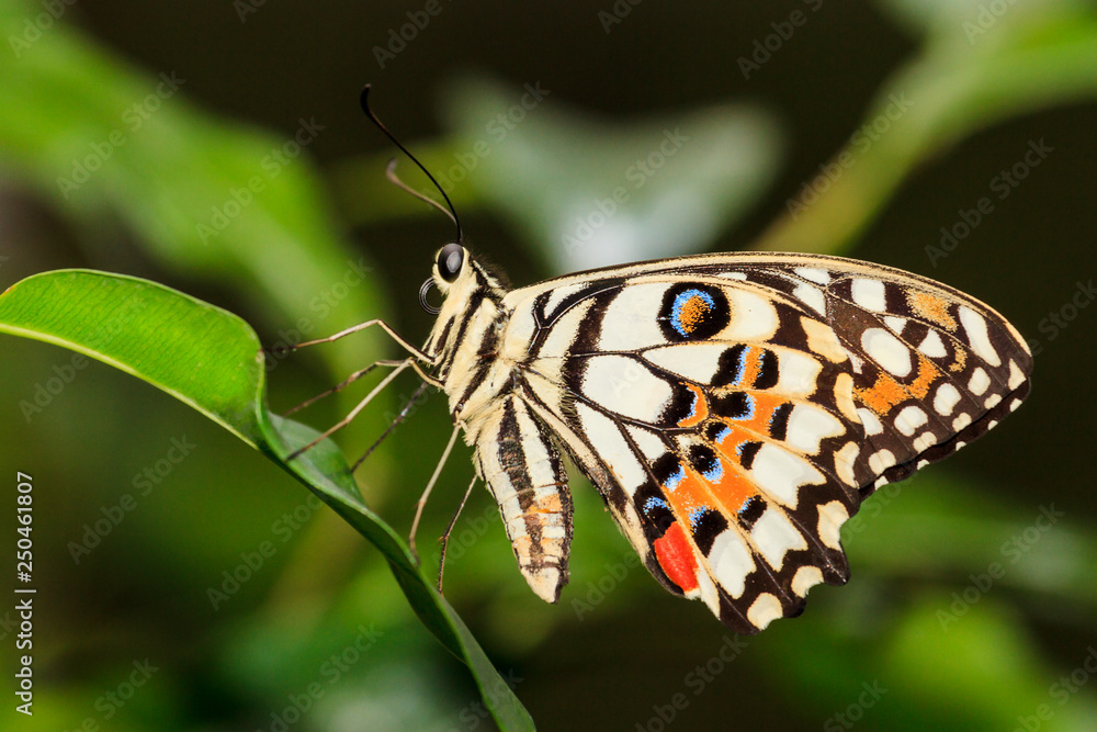 colorful butterfly sits on a green leaf