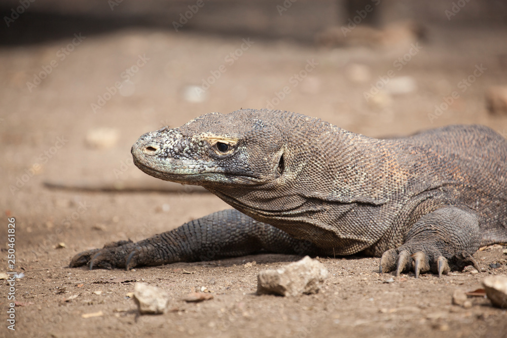 Komodo dragon lying/walking at Komodo Island, Indonesia Komodo dragon lying/walking at Komodo Island, Indonesia