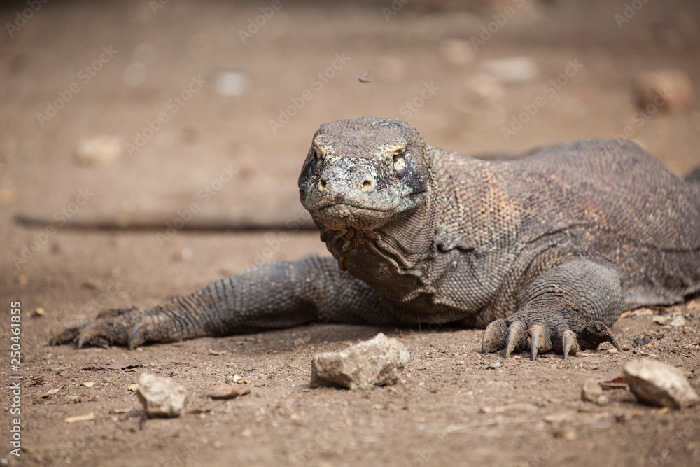 Komodo dragon lying/walking at Komodo Island, Indonesia Komodo dragon lying/walking at Komodo Island, Indonesia