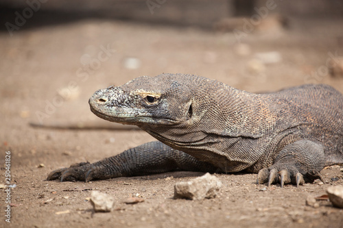 Komodo dragon lying walking at Komodo Island  Indonesia