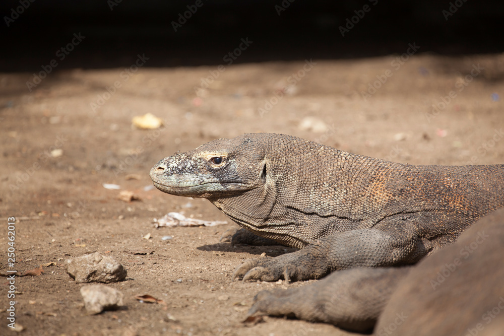 Komodo dragon lying/walking at Komodo Island, Indonesia